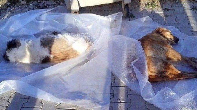 Bodrum'da 7 köpek, fare zehiriyle zehirlenerek öldürüldü
