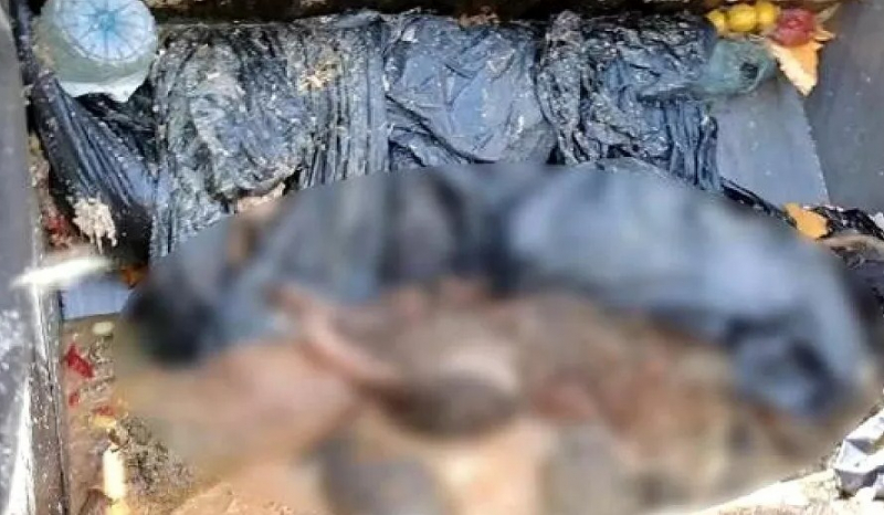 Bolu Belediyesi barınakta 'ölen' köpekleri çöp kamyonuna attı