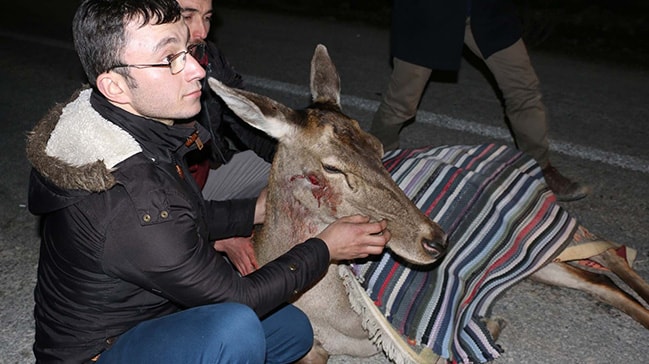 Bolu’da aracın çarptığı geyik tedavi altına alındı