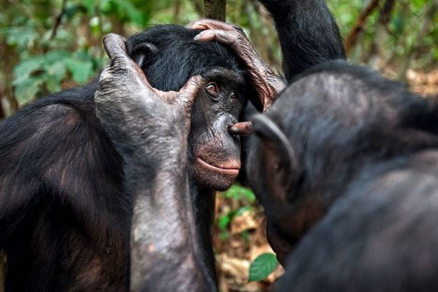 Bonobolar da yaşlanınca yakını göremiyormuş