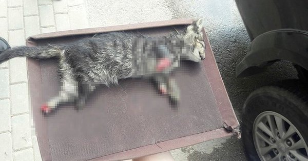 Bursa'da 4 ayağı kesilmiş yavru kedi bulundu!