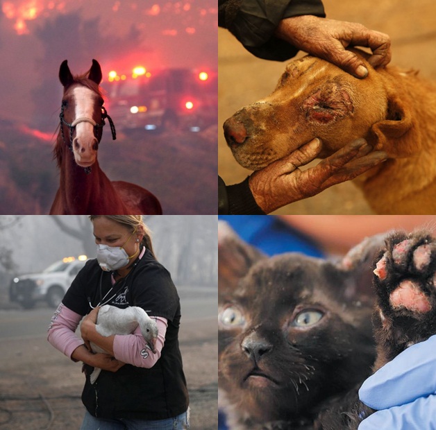 California'daki yangında onlarca hayvan yaşamını yitirdi