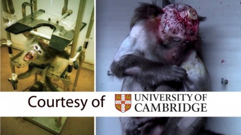 Cambridge Üniversitesi'nde hayvanlara işkence!