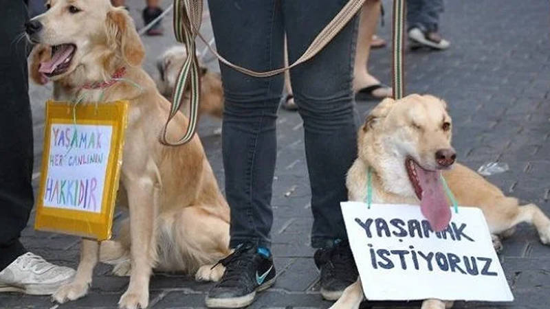Çanakkale'de 16 köpeği öldüren 2 kişi serbest bırakıldı