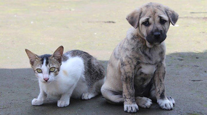 Çanakkale’de 30’a yakın kedi ve köpek katledildi!