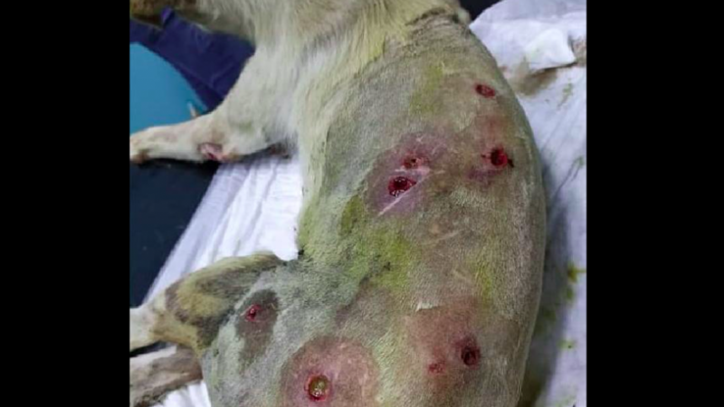 Çanakkale'de av tüfeğiyle vurulan köpek felç kaldı