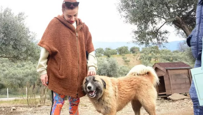 Ceylan Ertem'den Niğde Belediyesi'nin köpek soykırımına tepki: Bu cinayetlere sebep olan herkes ölemesin, sürünsün