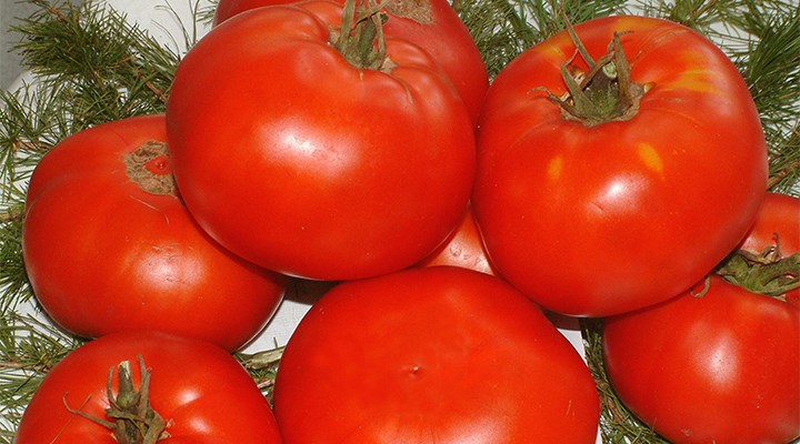 CHP'li Polat: Rus halkının yemediği domatesi biz mi yiyeceğiz?