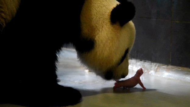 Çin'de Şin Şin adlı panda ikiz doğurdu!
