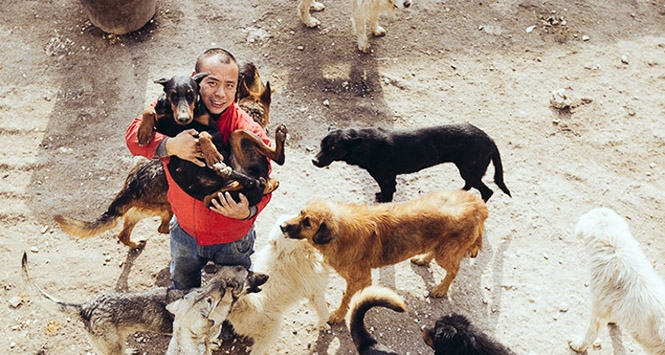 Çinli milyoner, mezbahayı köpek kurtarma barınağına çevirdi!