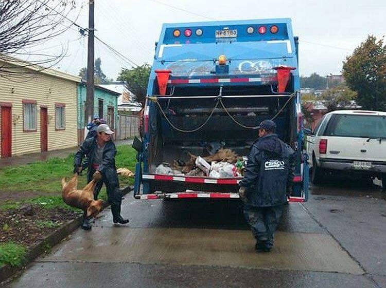 Copa America için köpekleri çöp kamyonunda presliyorlar!