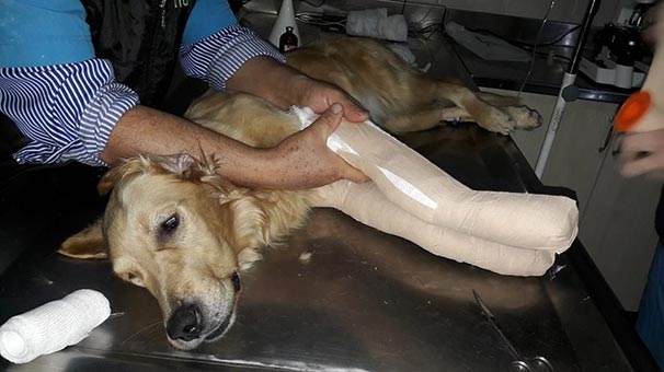 Dalaman'da işkence yapılmış bir köpek bulundu
