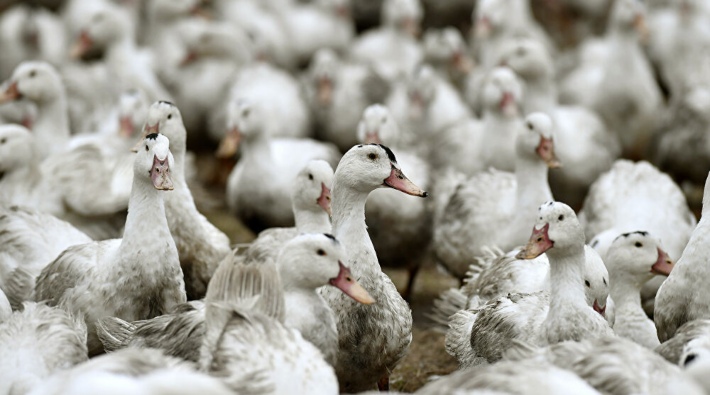 Danimarka'da 19 bin ördek ve kaz kuş gribi sebebiyle öldürülecek