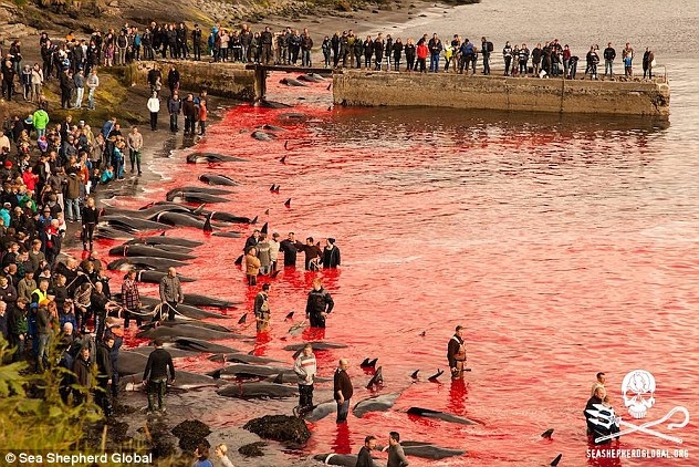 Danimarka'da 250 balina öldürüldü! Kan gölü...
