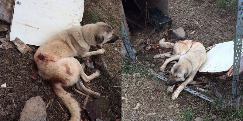 Darıca'da silahlı saldırıya uğrayan köpek hayatını kaybetti