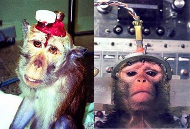Deneyde işkence yapılan 50 şempanze emekli oluyor!