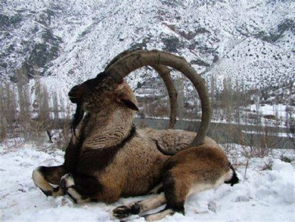 Dersim'de avcılar dağ keçilerini öldürüyor!