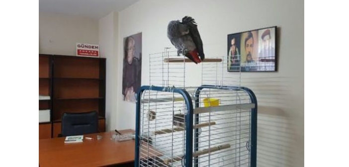 DİHA bürosu mühürlendi, papağan kilitli kaldı!