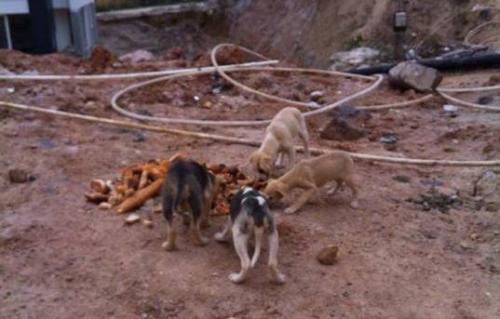 Ataşehir'de  köpek katliamı!