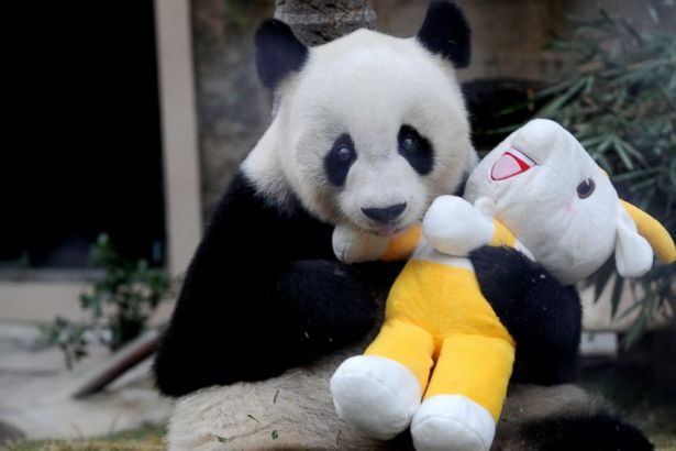 Dünyanın en yaşlı pandası Pan Pan hayatını kaybetti