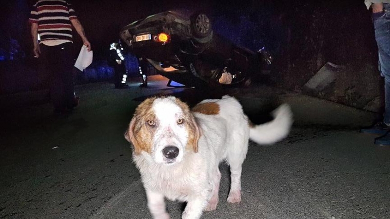 Düzce'de duyarlı sürücü köpeğe çarpmamak için elektrik direğine çarptı