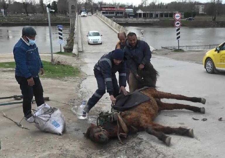Edirne'de aşırı yükten yere yığılan atı kuyruğundan tutup sürüklediler!