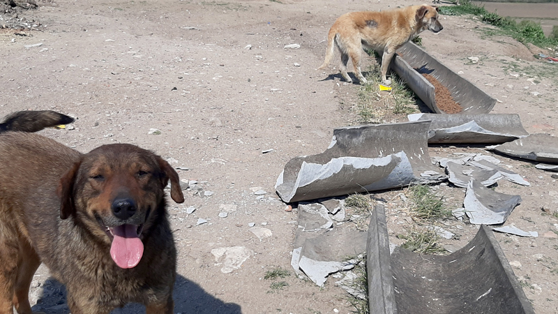 Edirne'de sokak hayvanları için yapılan mama kapları kırıldı!