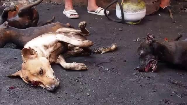 Endonezya'da köpekler diri diri yakılıyor!