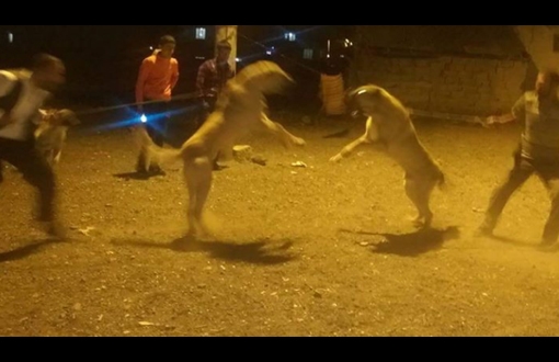 Erzurum'da köpek dövüştürenlere soruşturma!