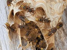 Eşek arıları 41 kişiyi öldürdü!