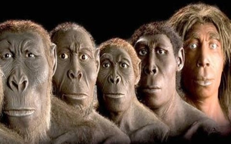 evrim teorisi