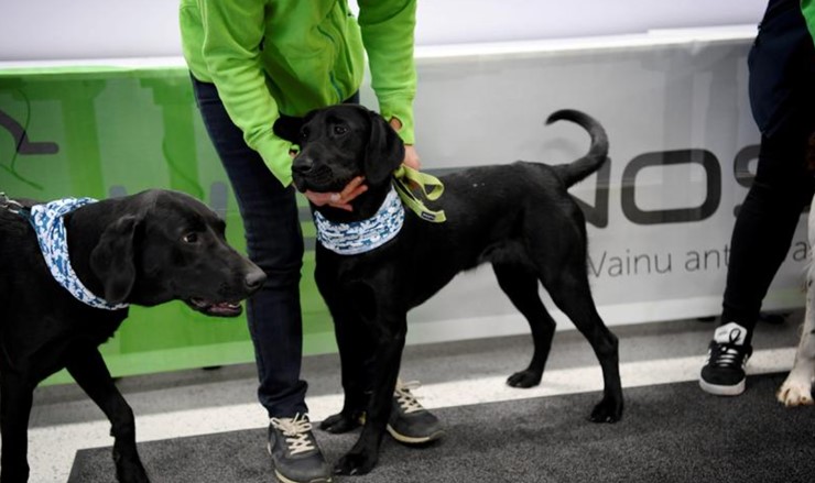 Finlandiya’da köpekler yolculara koronavirüs testi yapıyor