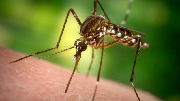Florida'da 750 milyon sivrisinek doğaya salınacak