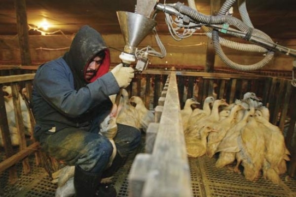Foie Gras için hayvanlara böyle işkence yapılıyor!