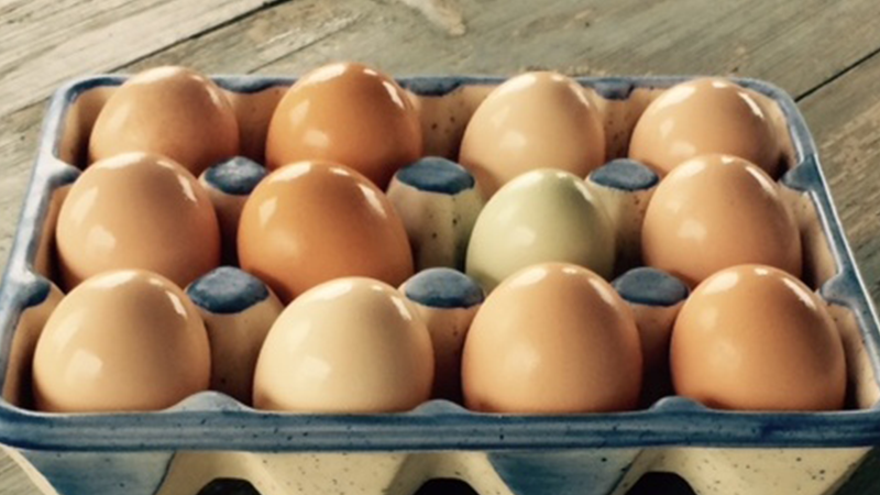 Fransa'da halka 'zehirli yumurta' çağrısı