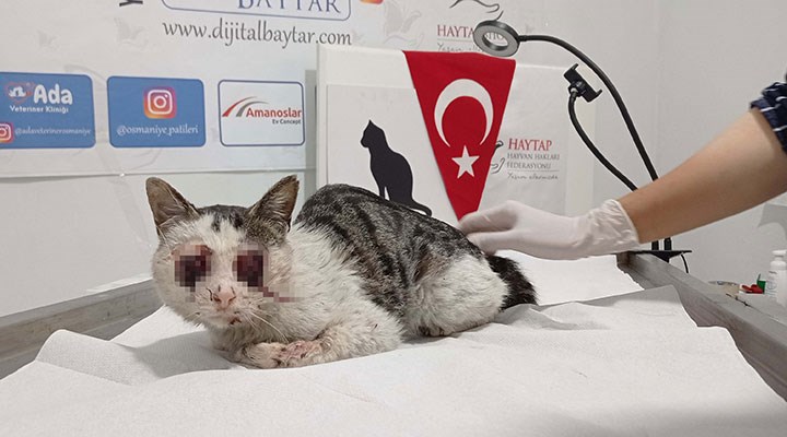 Gaziantep'te kedinin gözlerini oydular