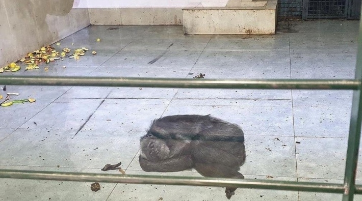 Gaziantep'te şempanzenin fayans üzerinde yatması tepki gördü