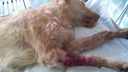 Gebze'de konteynerdaki köpek ölülerinin nedeni ortaya çıktı