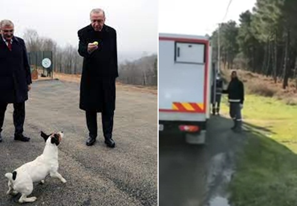 Hayvan hakları savunucuları: Geçtiğimiz günler Erdoğan'ın ziyaret ettiği Beykoz Belediyesi'ndeki köpekler ormana atılırken görüntülendi
