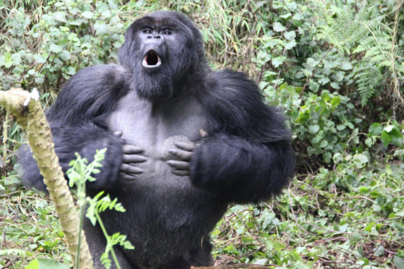 Goriller, göğüslerini yumruklayarak vücut büyüklüklerini gösteriyormuş