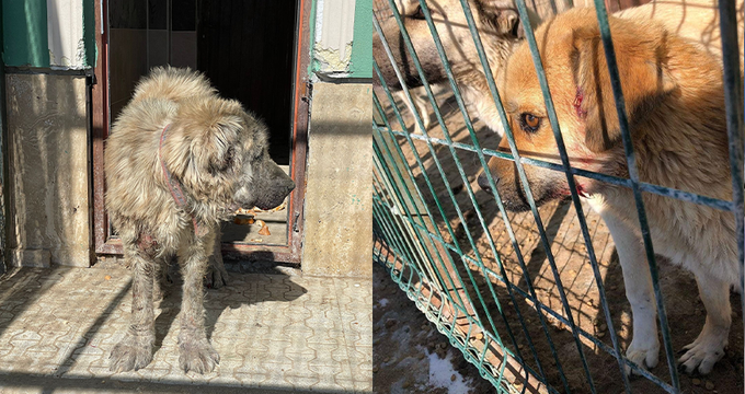 Gümüşhane Belediyesi'nin barınağındaki köpeklerin bakımsızlıktan öldüğü iddiası tepkilere neden oldu