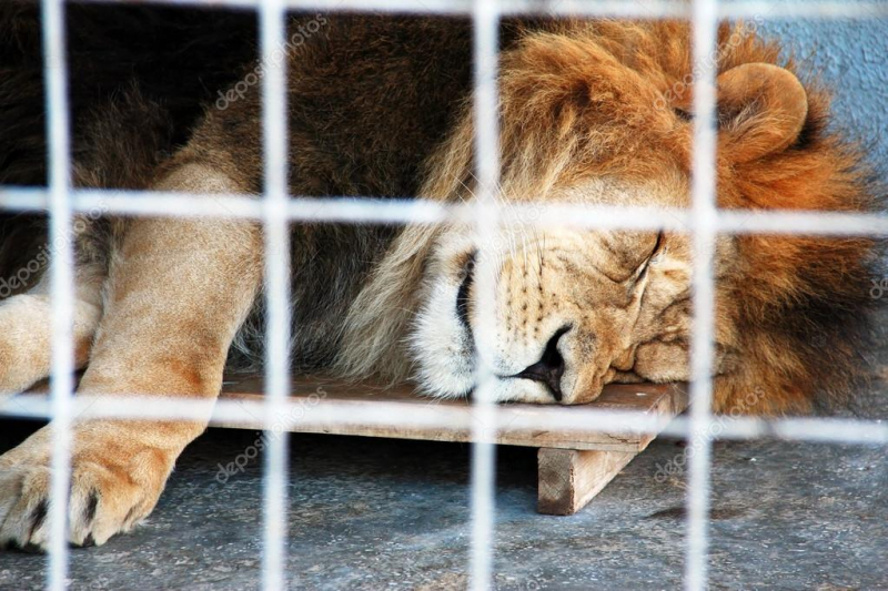 Güney Afrika'da aslanların kafeste yetiştirilmesi yasaklanıyor