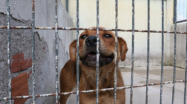 Güney Kore'de köpek mezbahası kapatıldı