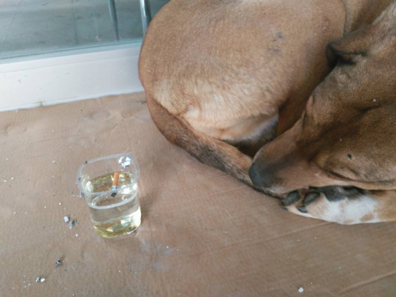Hastanede köpeğe verilen suya izmarit atıldı!