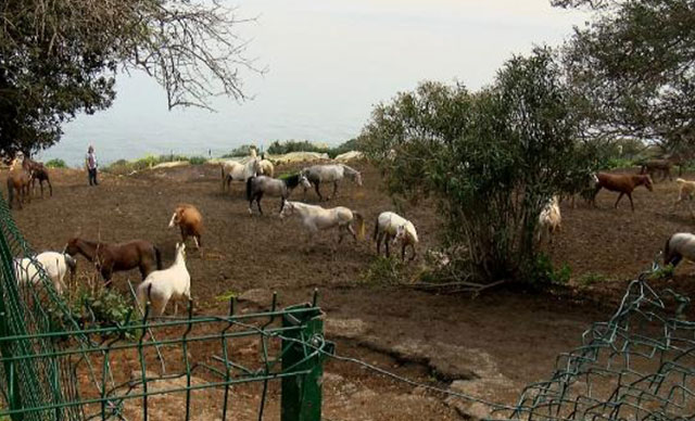 Hatay’daki kayıp atların çiplerini çıkaran kişinin evinde inceleme yapıldı 