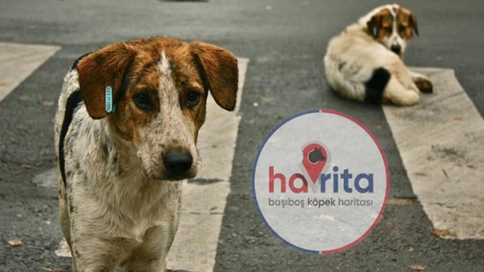 havrita,'Havrita teröristleri katlettikleri köpeklerin fotoğraflarını çekip sosyal medyada paylaşmaktan da kaçınmıyor'