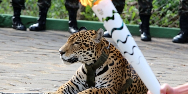 Hayvan düşmanları tasmasından kurtulan jaguarı katletti!