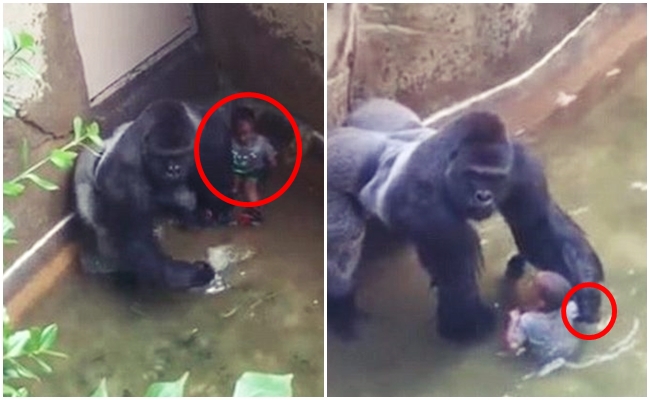 'Hayvanat bahçesi'nde öldürülen gorilin fotoğrafı NFT ile satışa çıkarılıyor