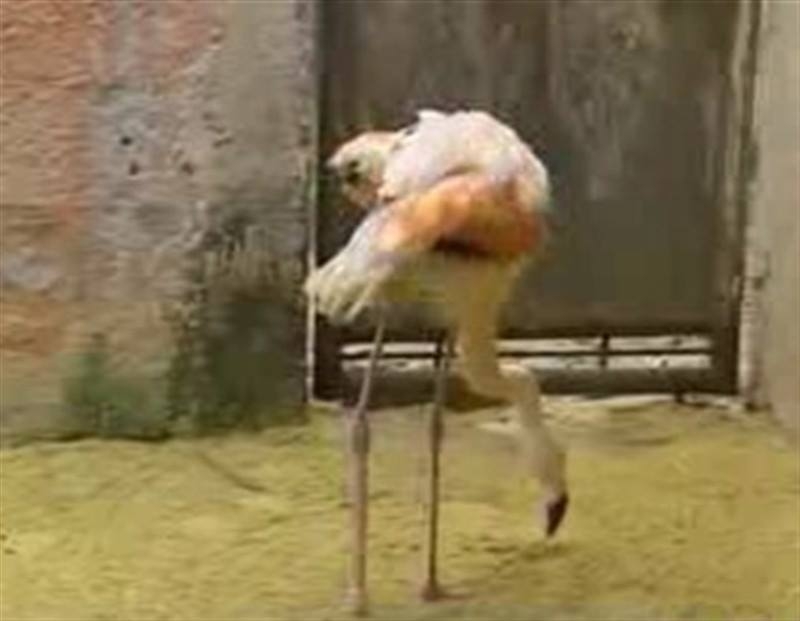 Hayvanat bahçesindeki flamingoya protez bacak taktılar!