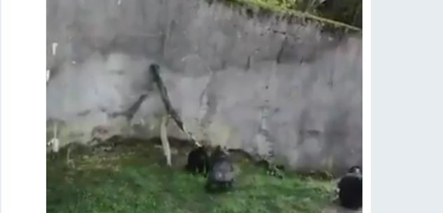 Hayvanat hapishanesinde esir tutulan şempanzeler bahçedeki ağaç dalını merdiven yapıp kurtuldu